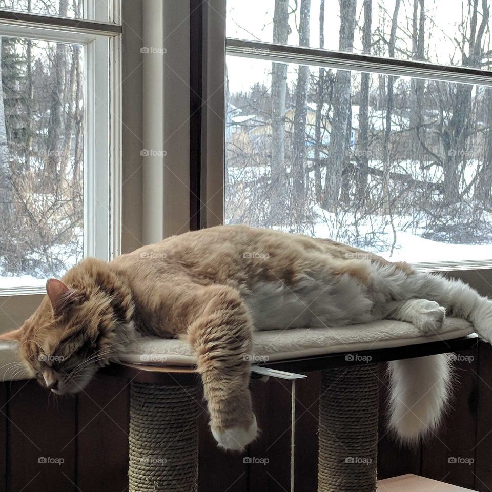 Maine coon relaxing on his favorite post at his favorite window in winter in eagle River Alaska