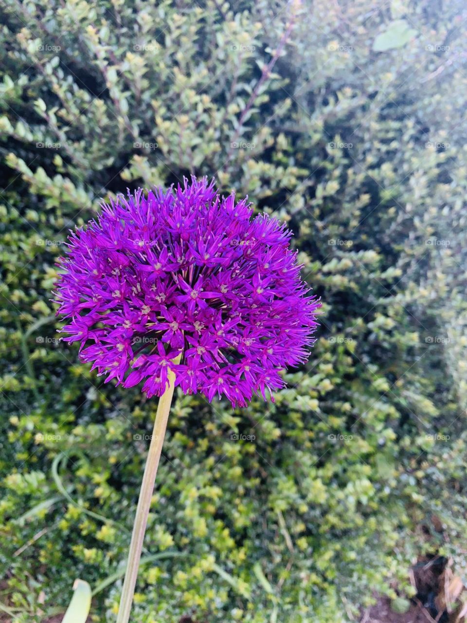 Allium