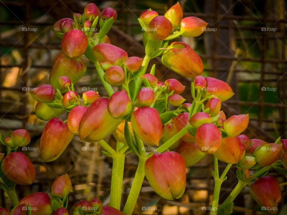 Portrait of a plant