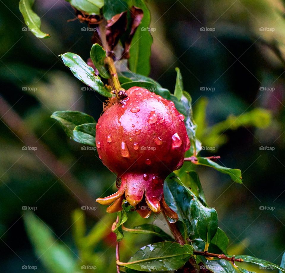 Fruit closeup  - pomegranate