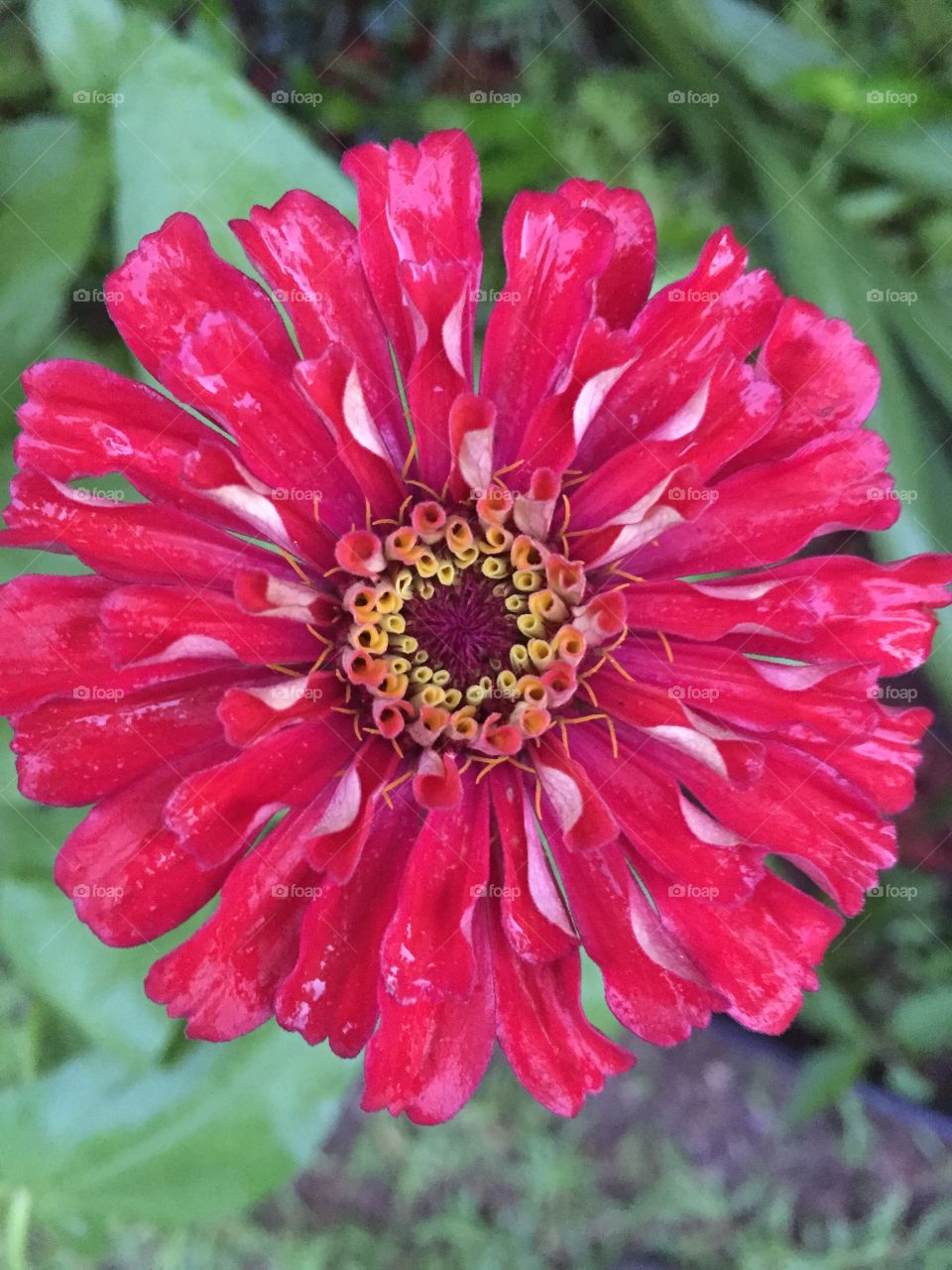 Red and smudge of white pinwheel zinnia flower.