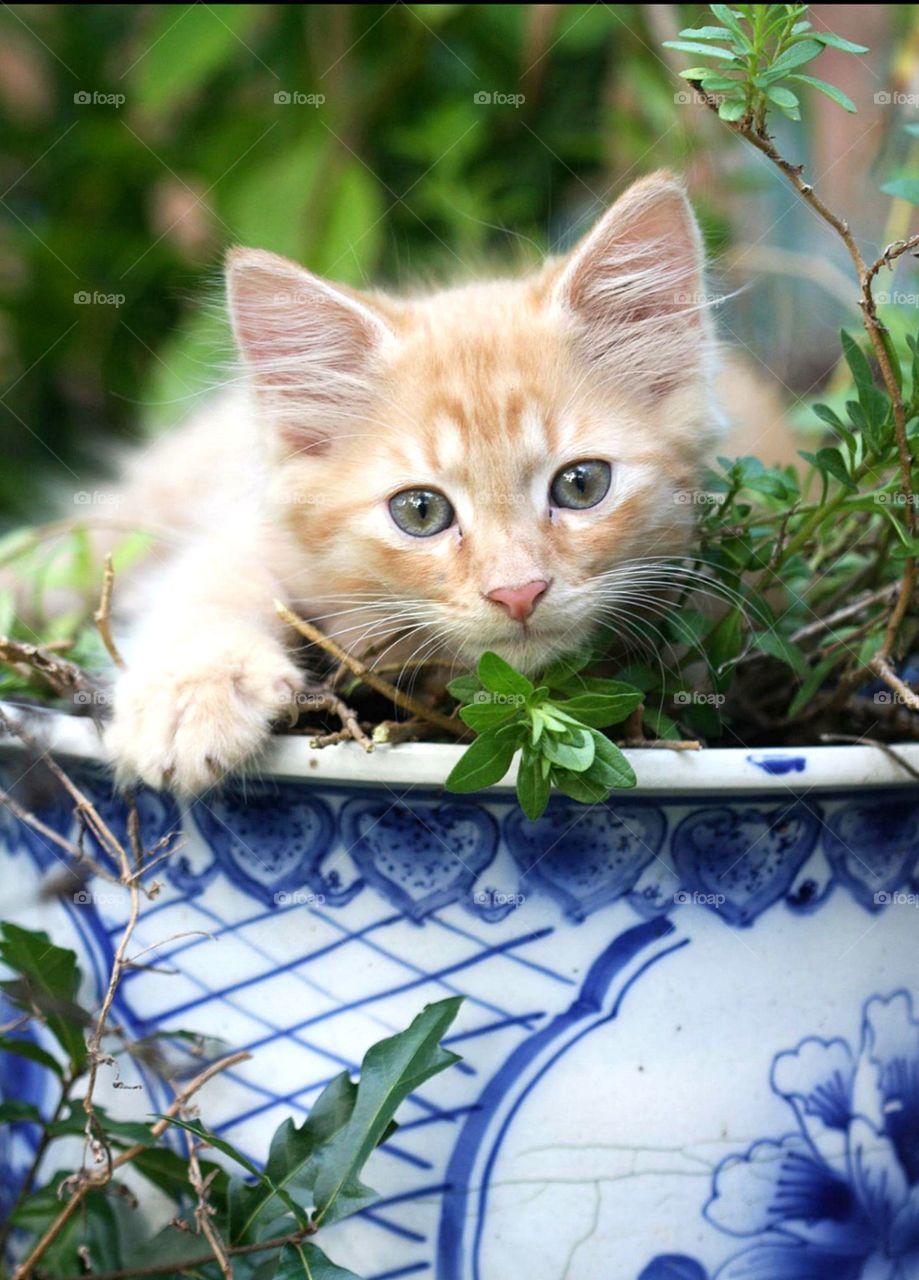 Hiding in summer plants 