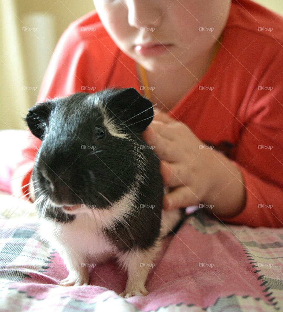 child and guinea pig pet home