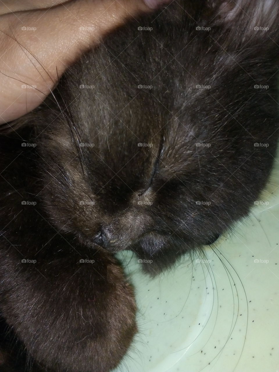 My Baby Black Cat
