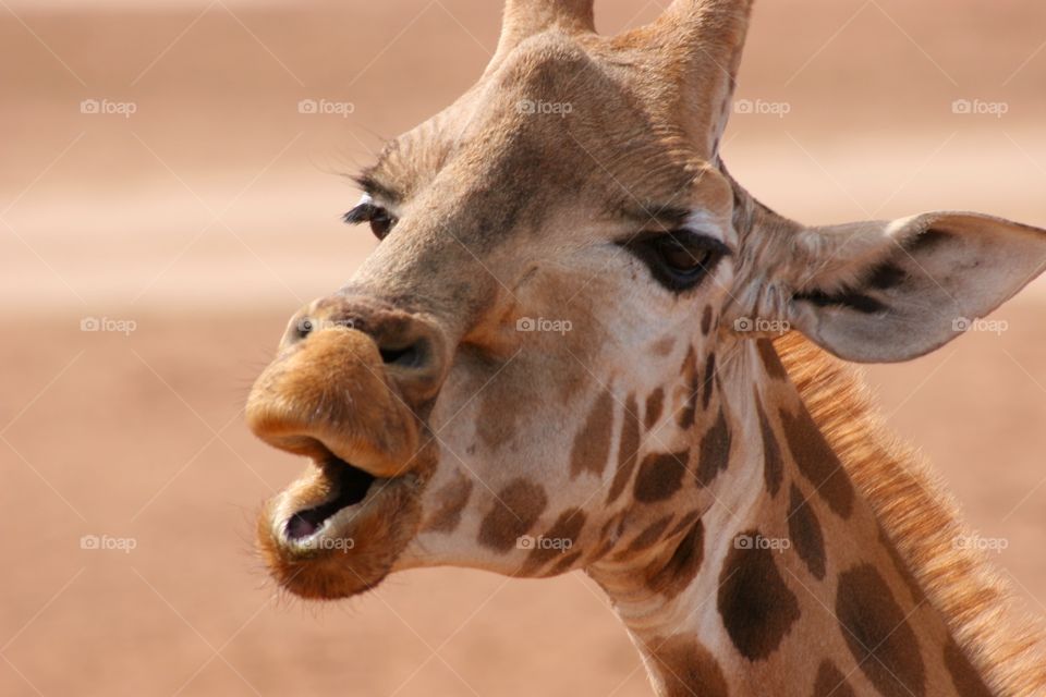 Close-up of a giraffe