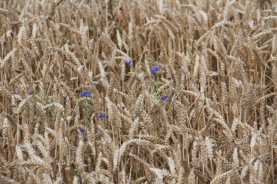 Cornflower and the wheat fi . Cyanus segetum 