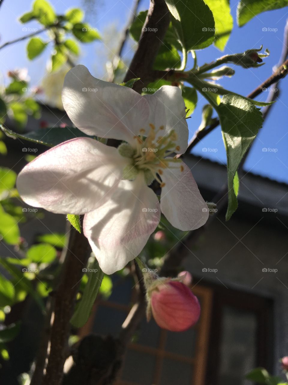 Apple blossom!