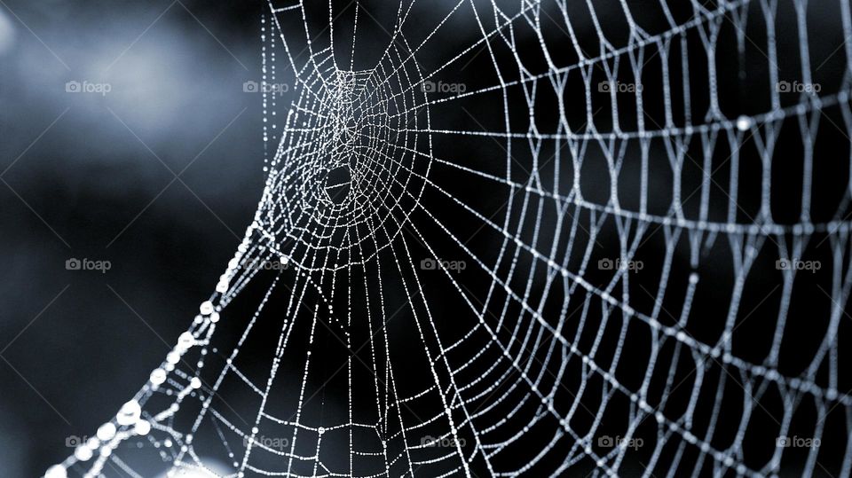 Spider web