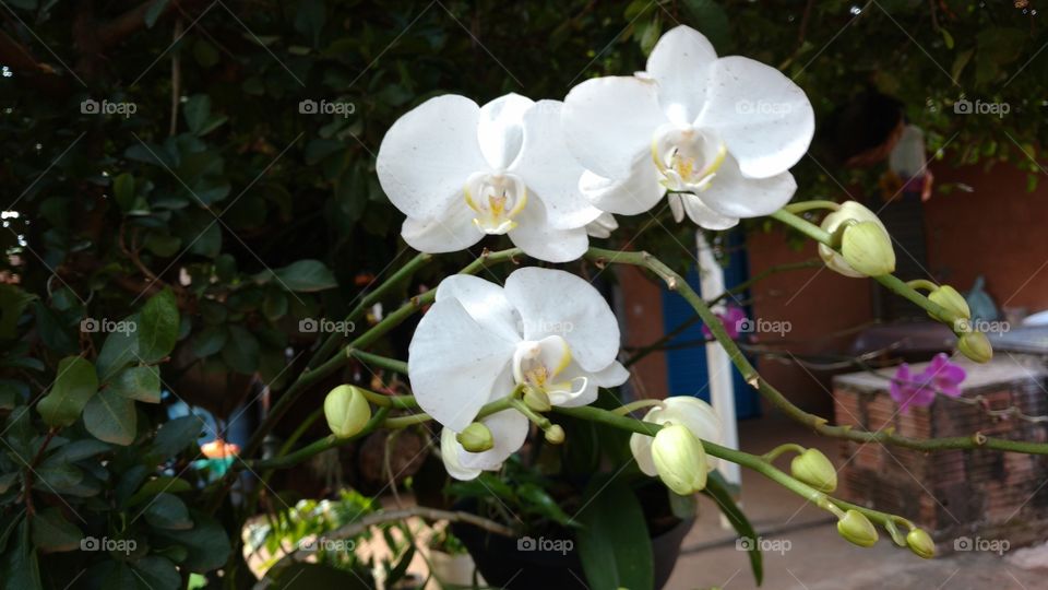 Orquídeas brancas.