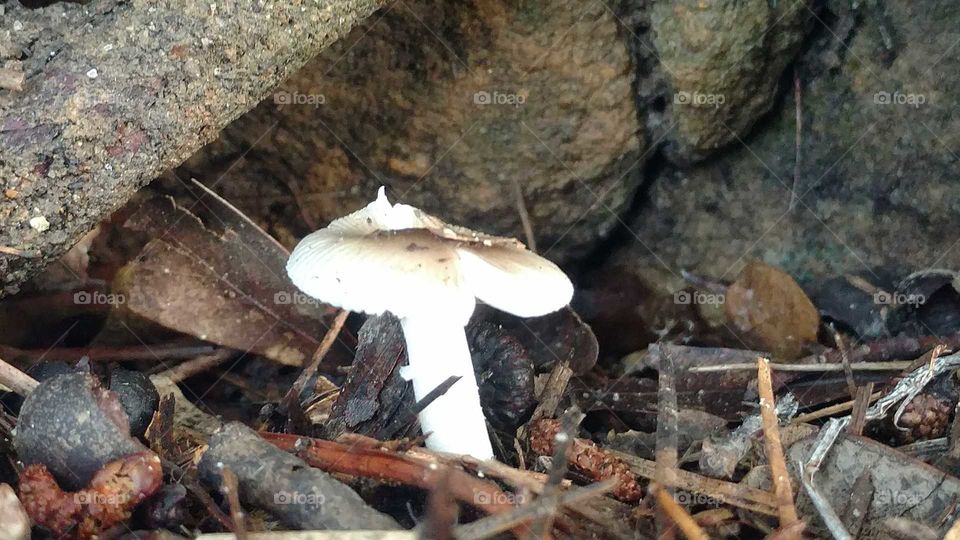 Fungus, Mushroom, Nature, Toadstool, Wood