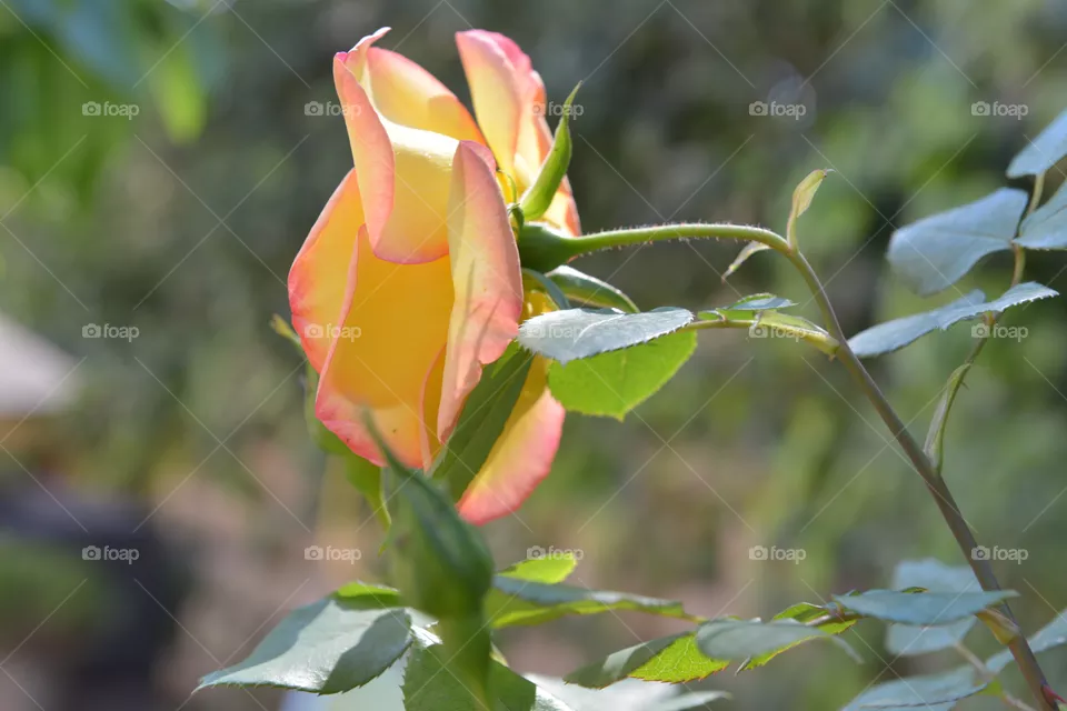 rose