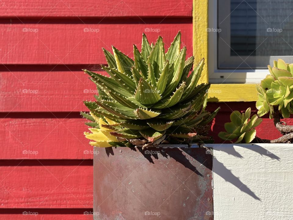 Foap Mission I love These Colors! Painting The House Bright, Reds And Yellows With Some Greenery!