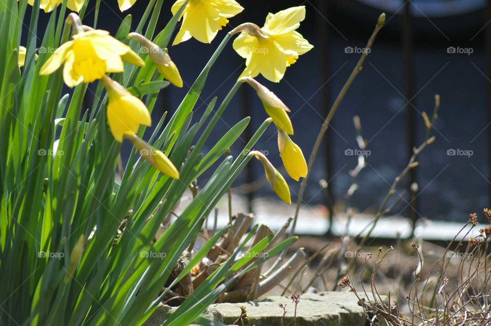 spring blossoms of yellow jonguil  or narcissus - First sign of spring in garden, Britain , UK