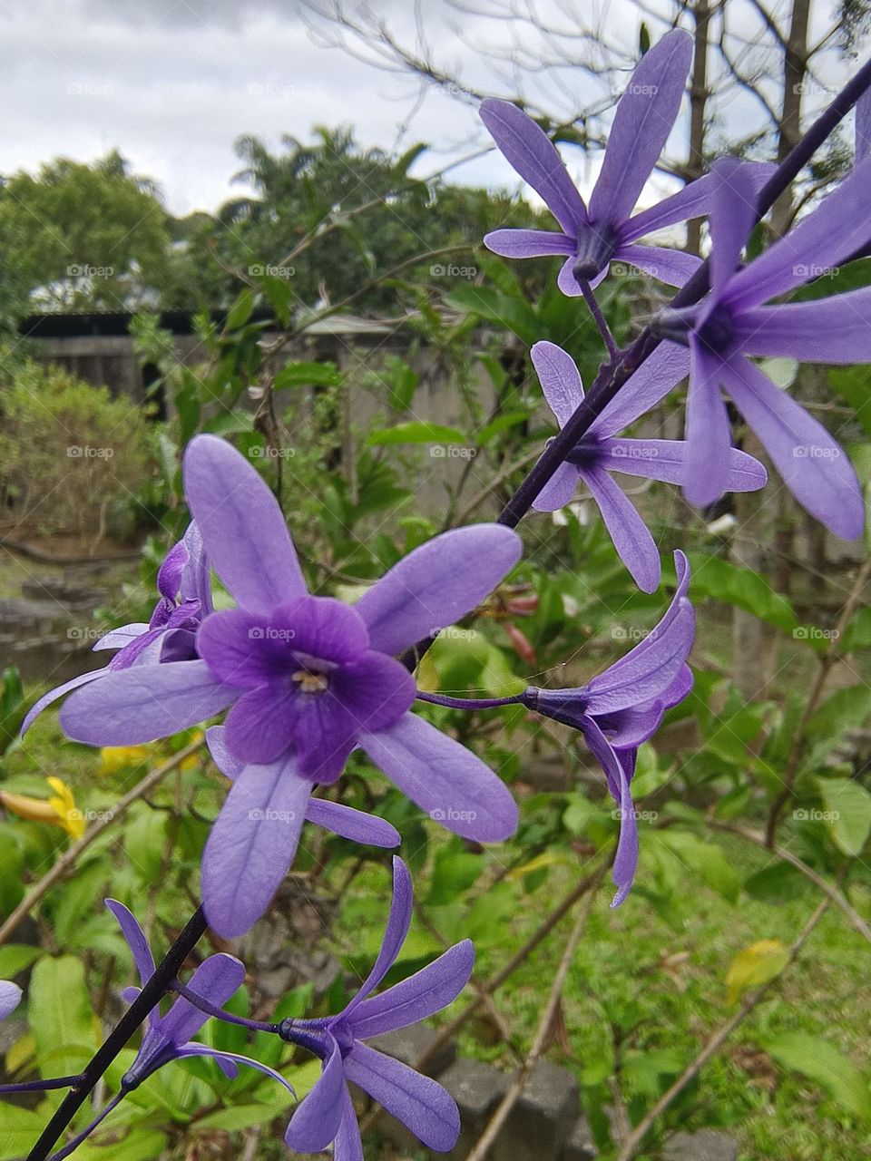 Desmodium caudatum in Beinan Township Native Applied Botanical Garden