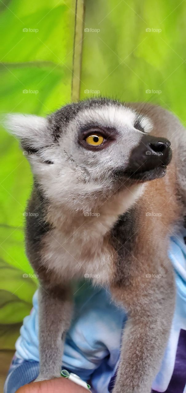 Lemur