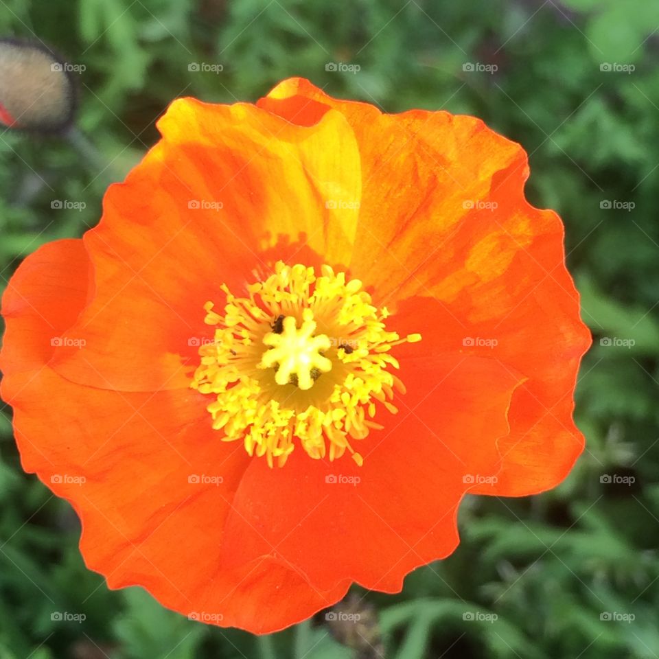 Orange flower