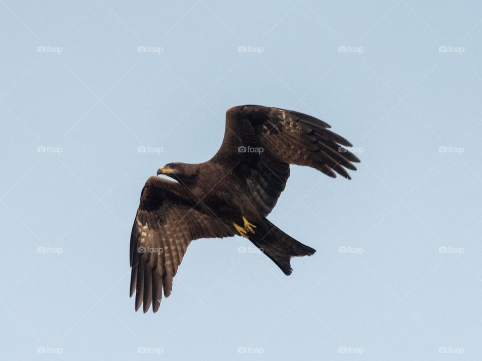 The Black Kite