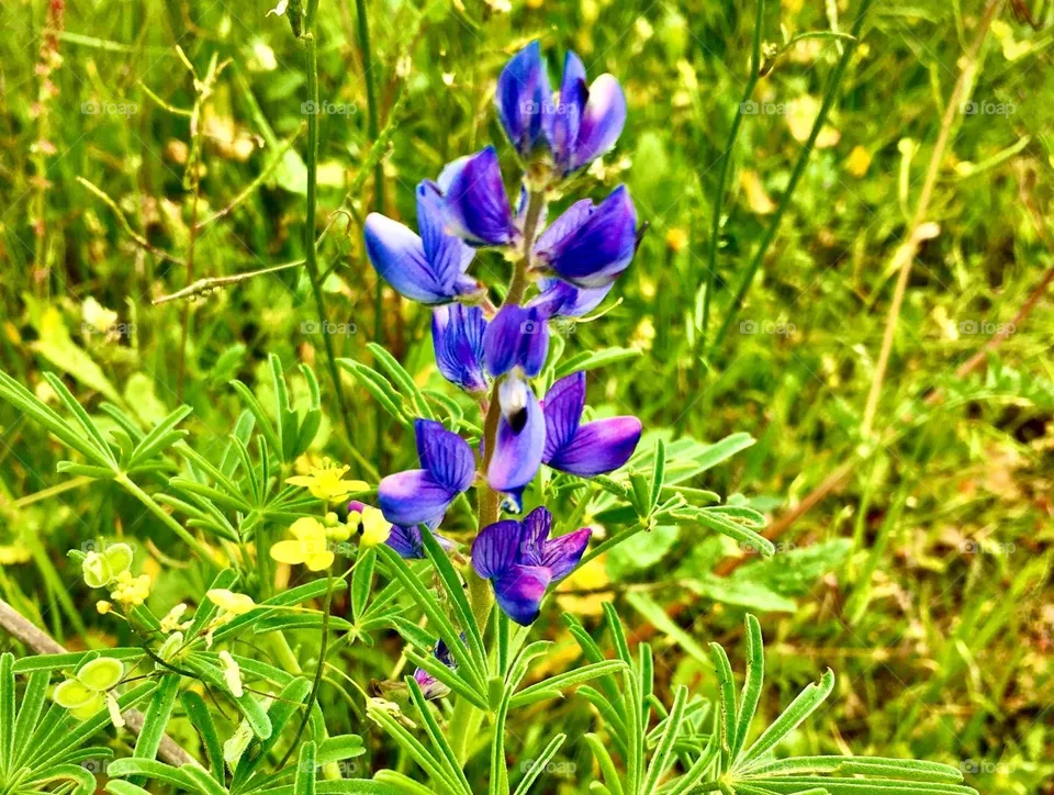 Purple Flowers