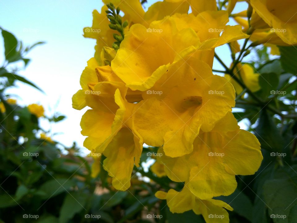 yellow Flower