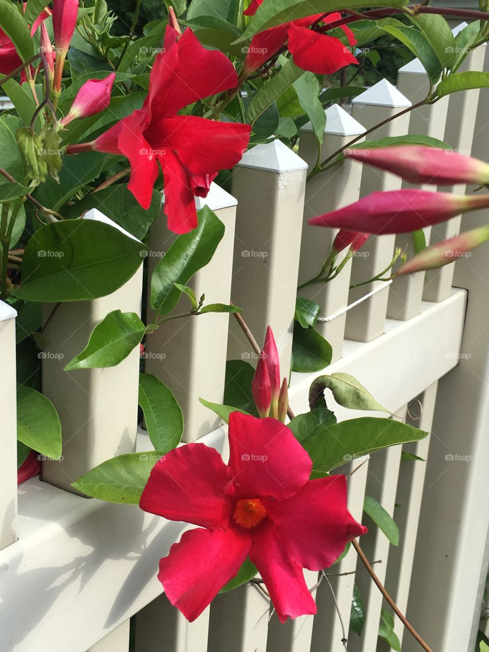 Flowers on fence