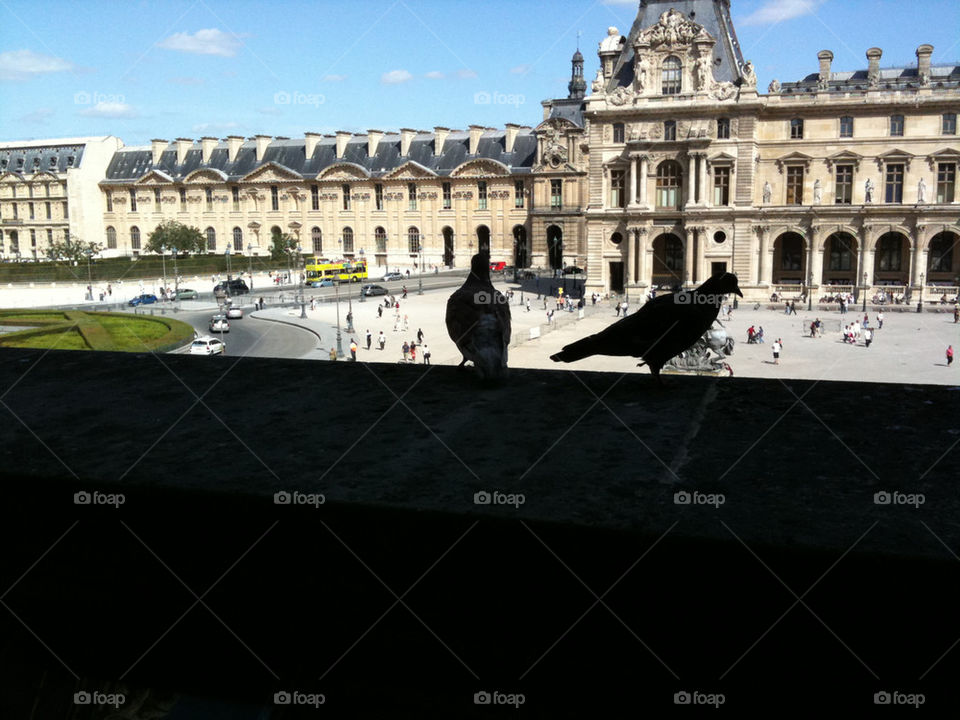 paris pigeon louvre by fotoseri