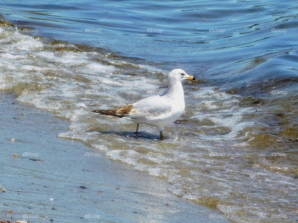 Seagull at the beach