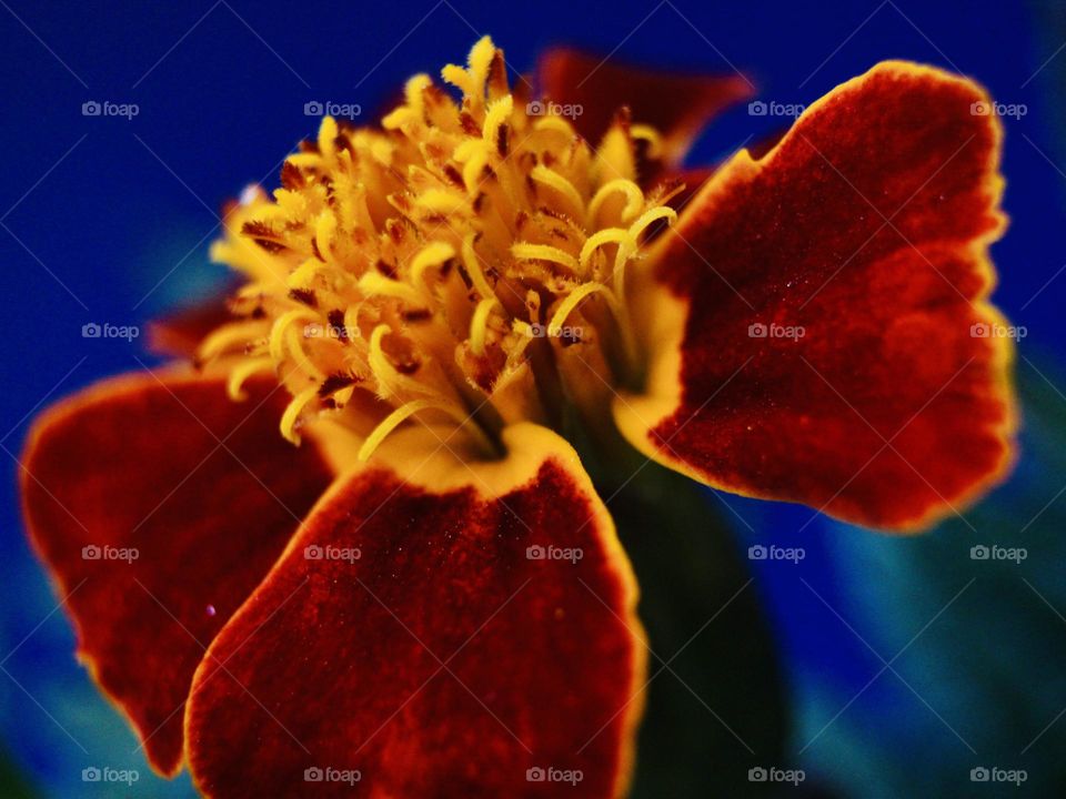 Close-Up of a Marigold Flower 