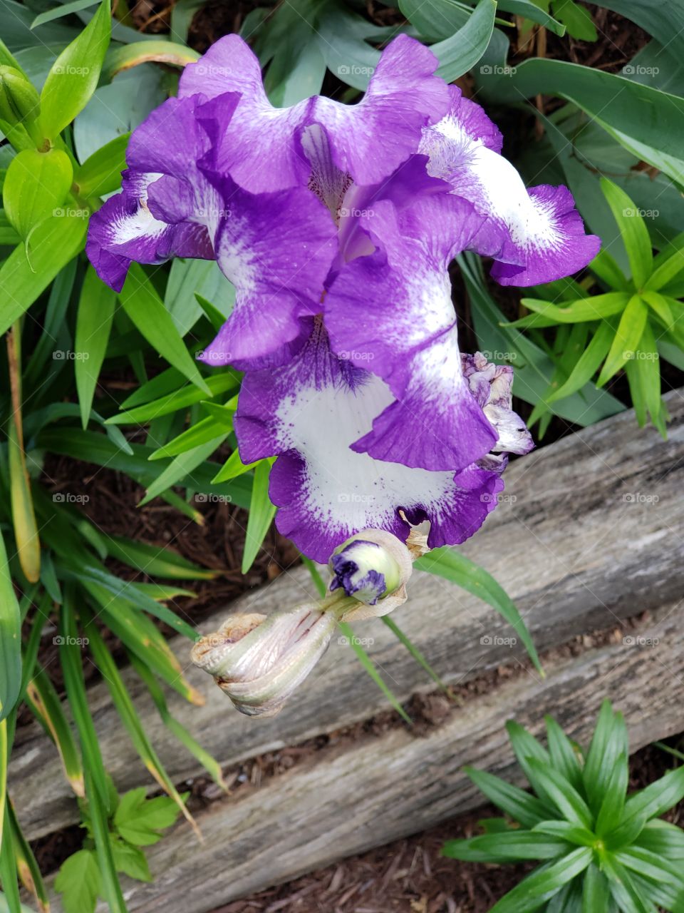Purple Iris