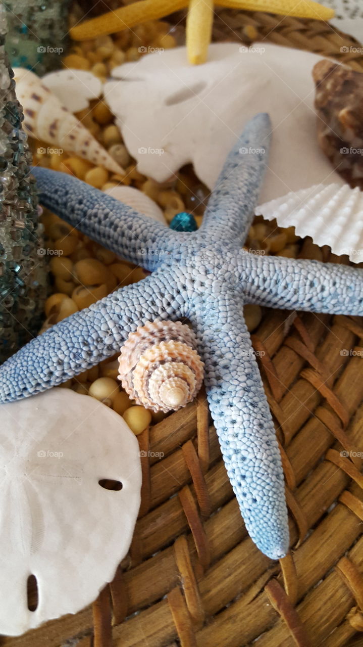blue star fish and shell