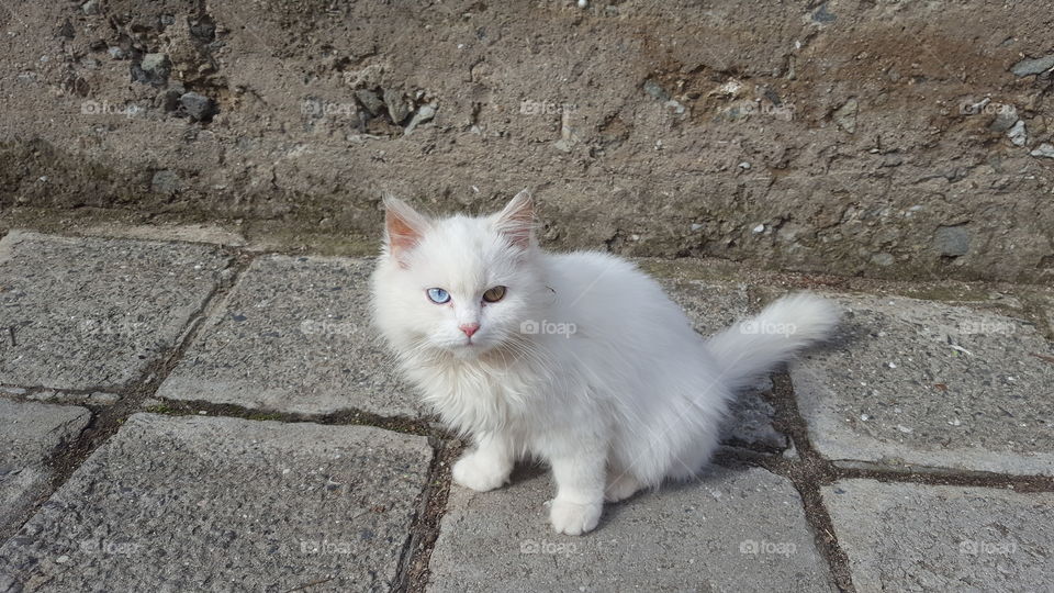 A fluffy white cat