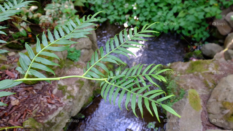 Fresh leaves, stream flowing