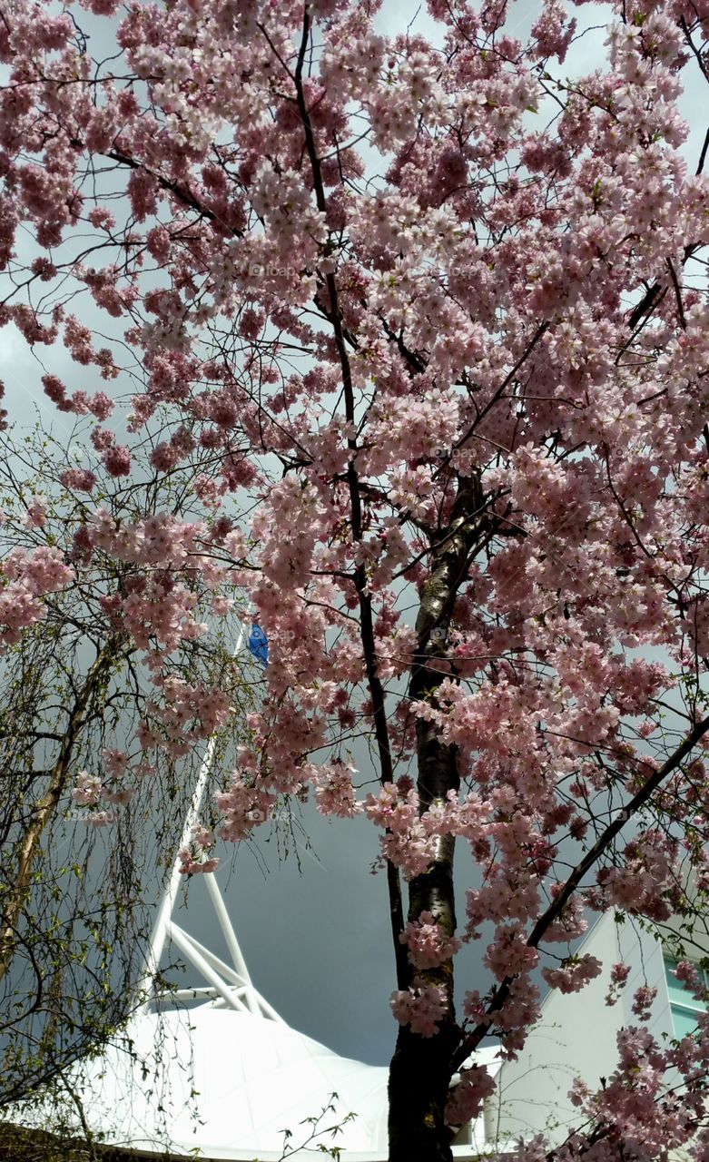 Cherry Trees in Metz France