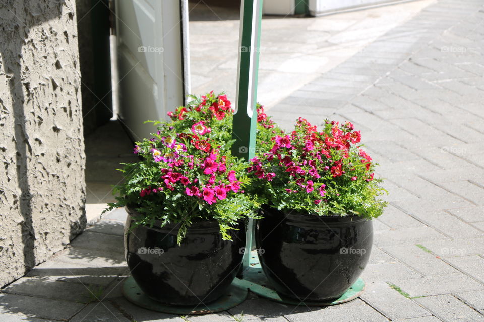 Potted tulips 