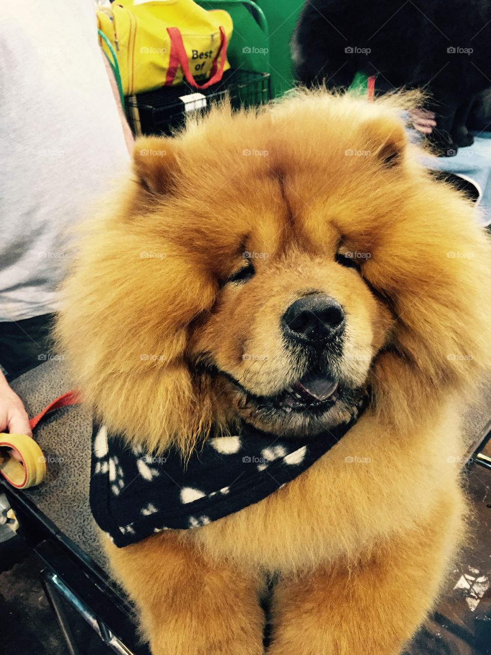 Chow chow