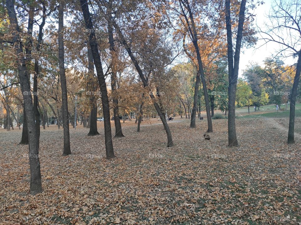 Autumn landscape in park in evening