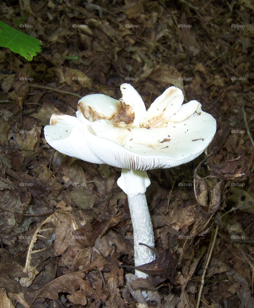 Large mushroom