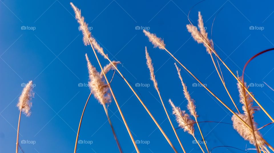 Reed of grass against blue sky