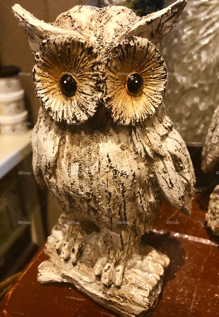 Wise ole owl