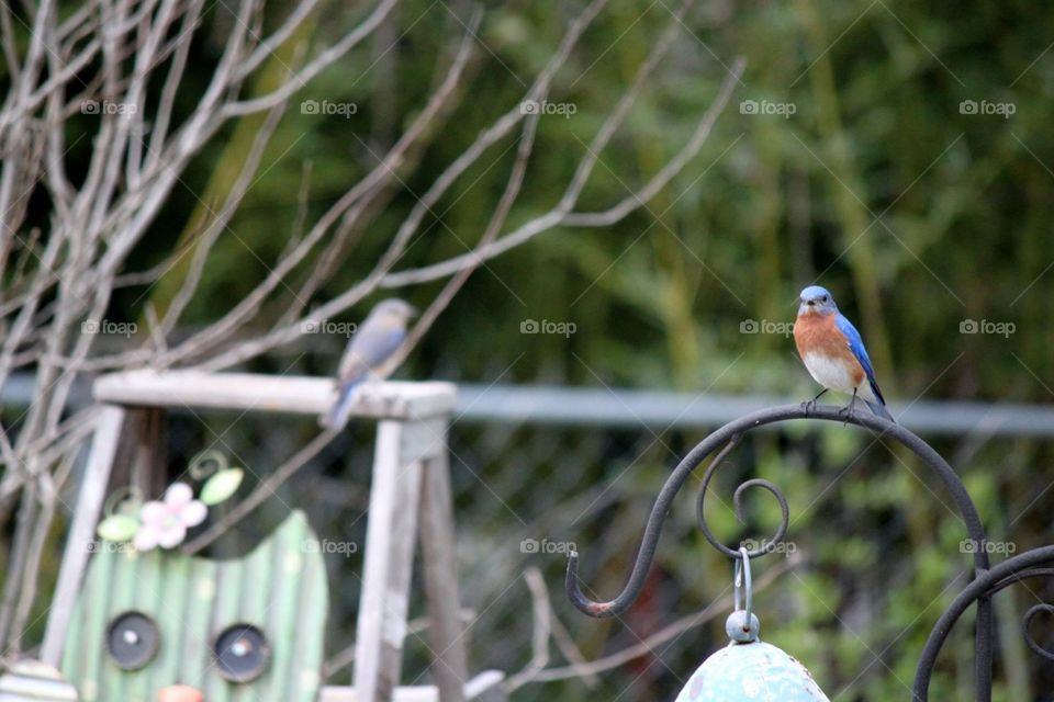 Mr and Mrs Bluebird