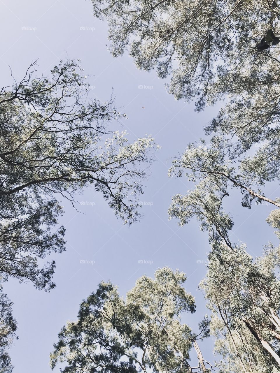 Treetops + Monarch Butterflies 