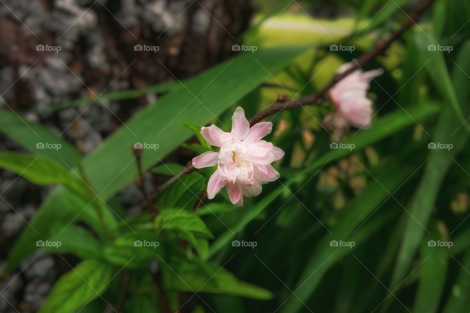 Small pink spring flower with green leaves