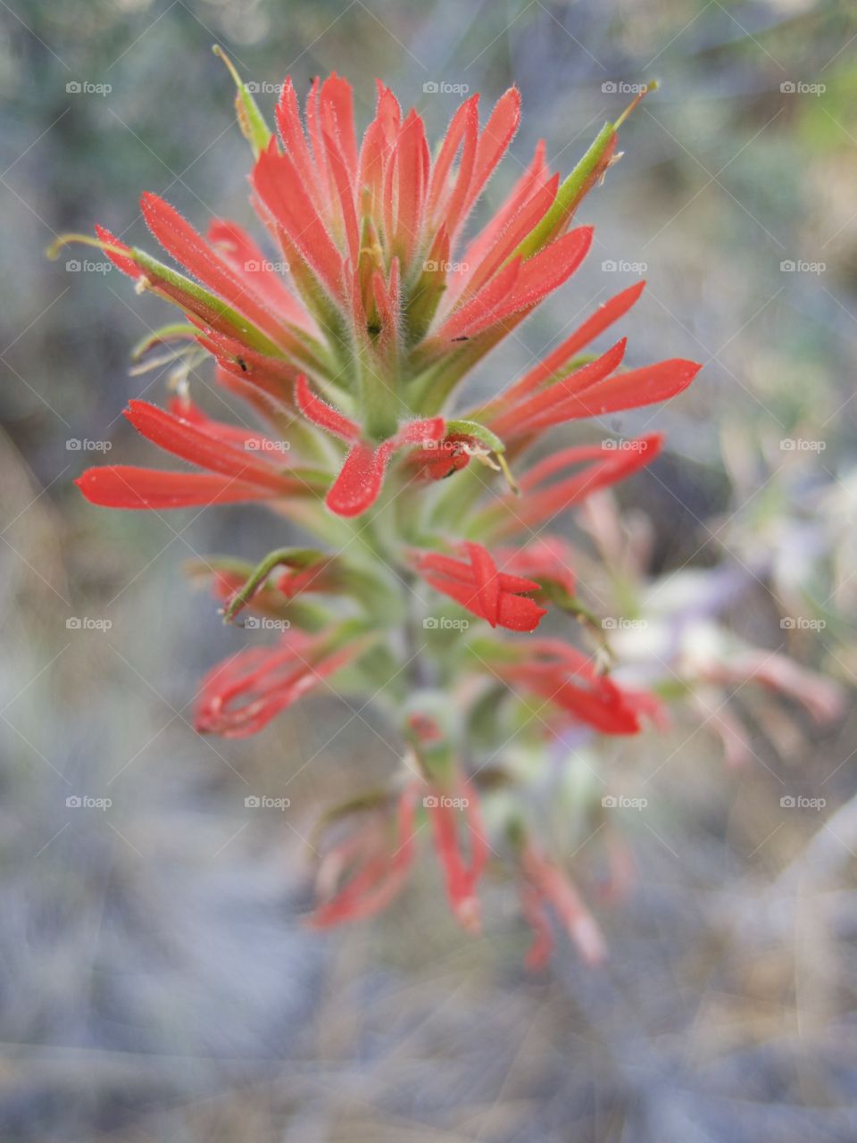 A detailed closeup of the bright red petals of wild Indian Paintbrush high in the mountains of Central Oregon on a sunny summer morning. 