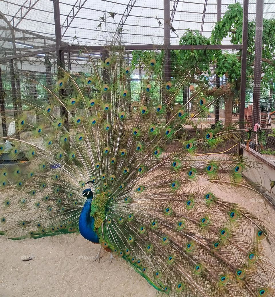 peacock
