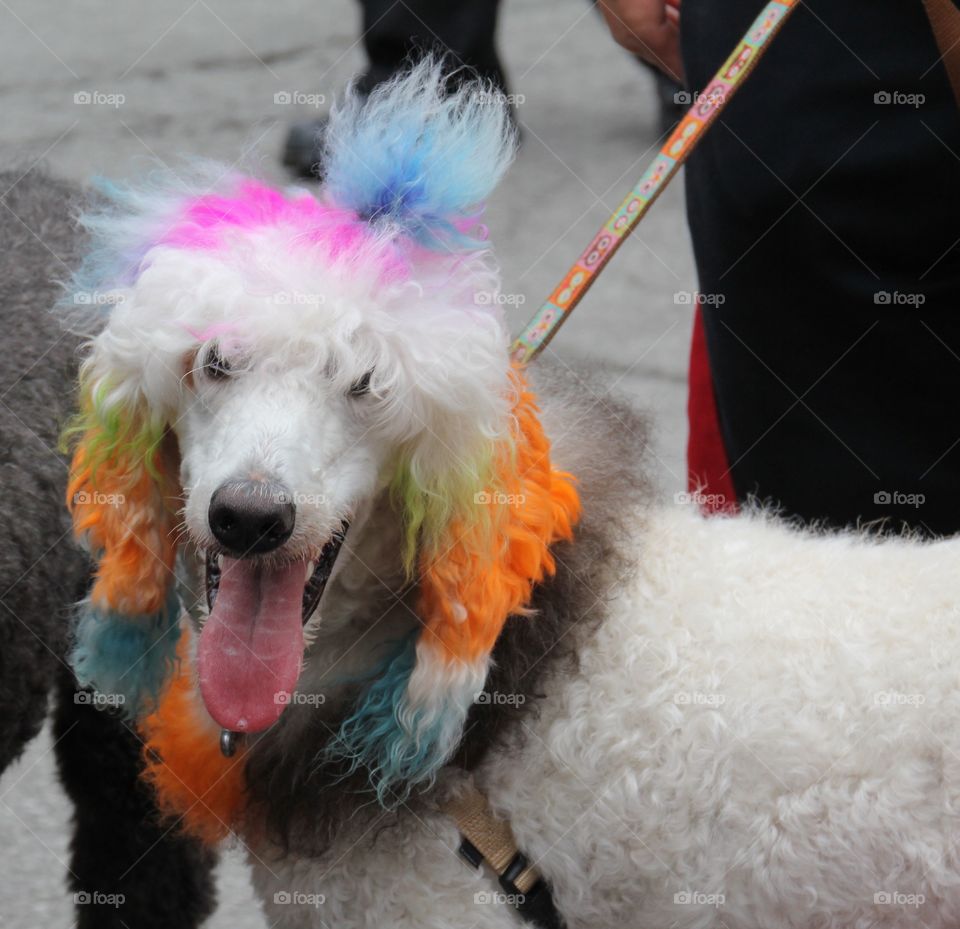 Hippie dog with rainbow colors 