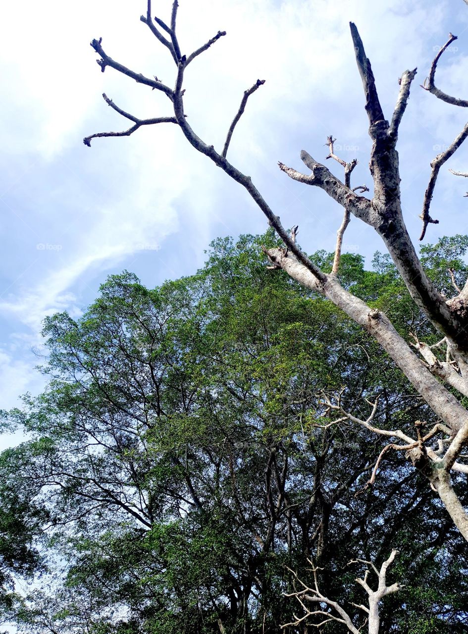 Tree and Bold Tree