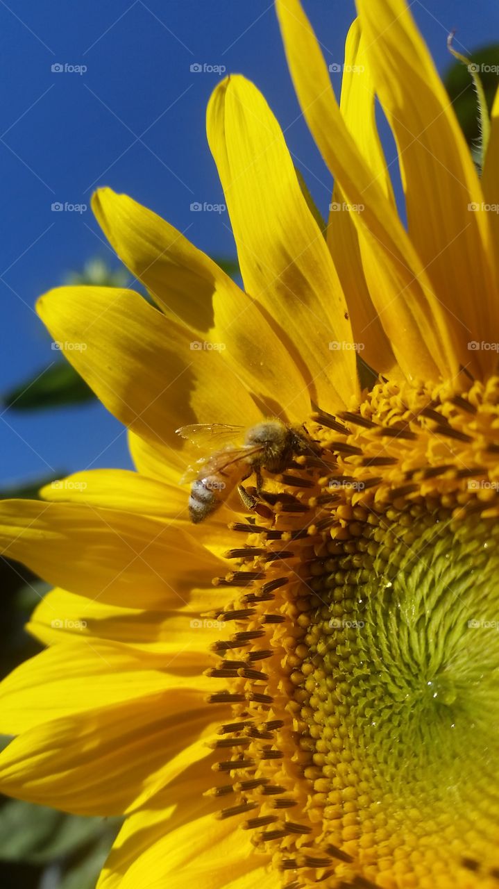 Honey Bee Resting on Sunflower
