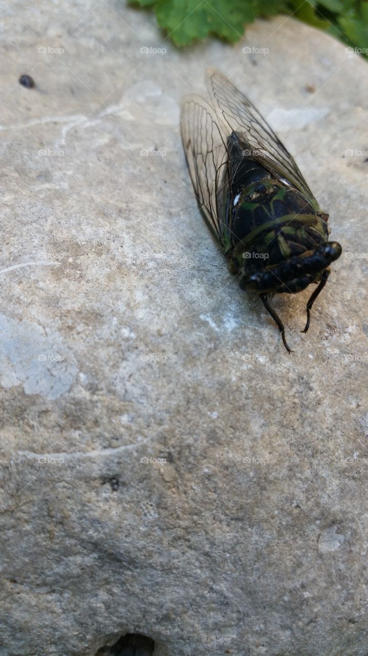 cicada