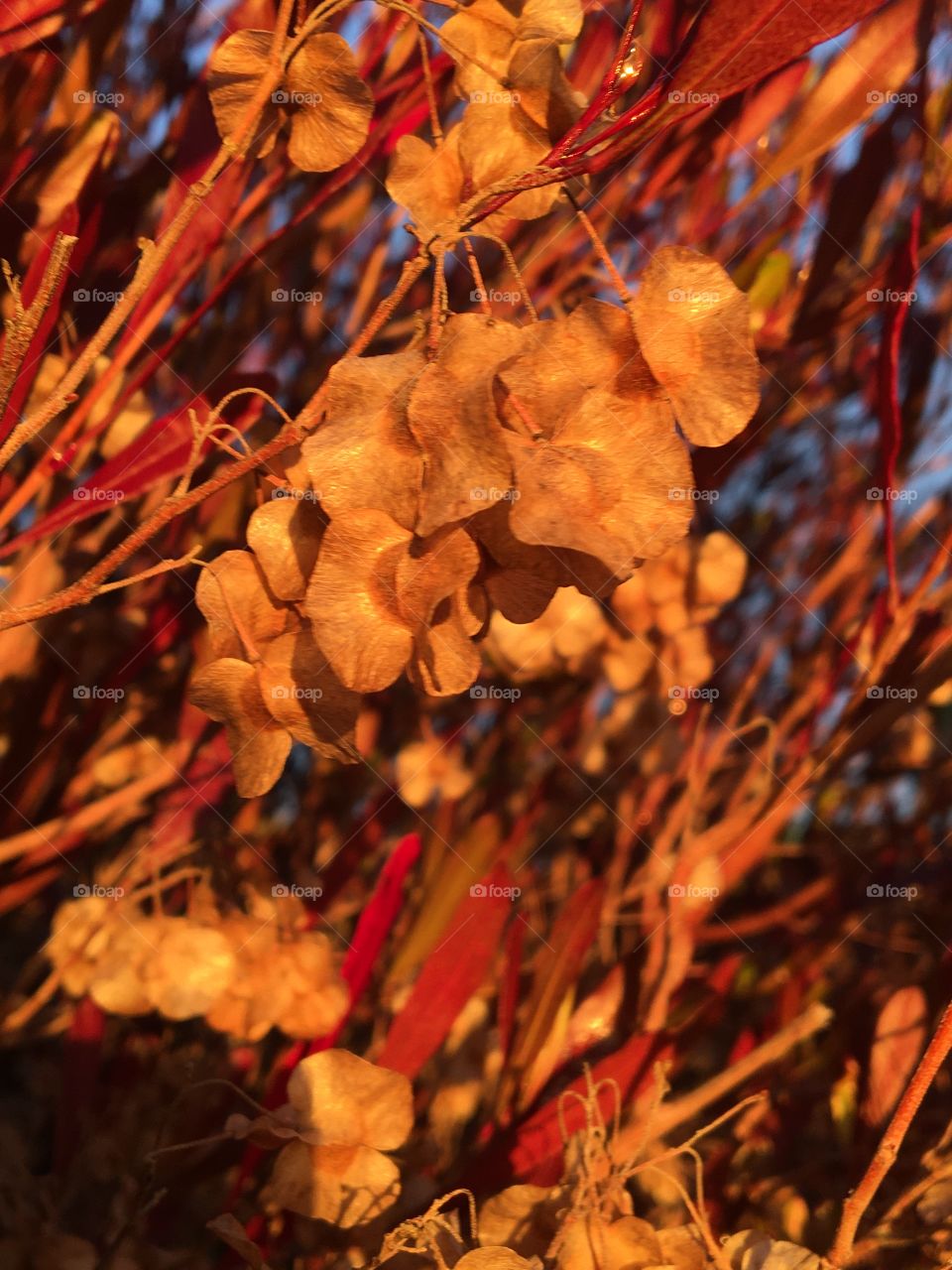 Sunset light on dry flowers