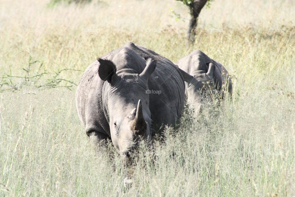 PROTECT . White Rhinos