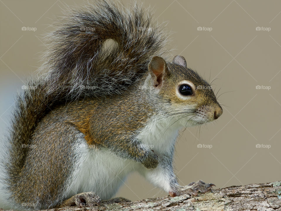 Profile close up view of an Eastern Gray Squirrel with it's front right paw held up to its chest.